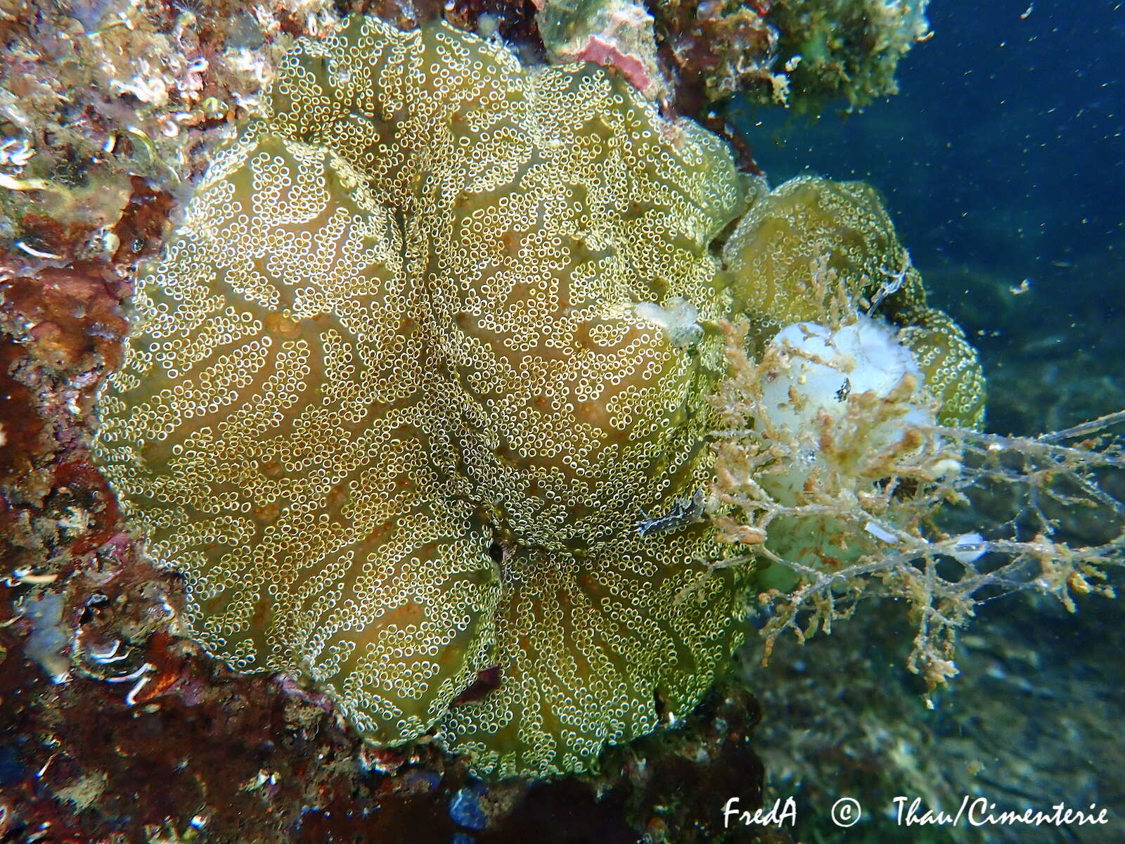 Image of Mottled Encrusting Tunicate