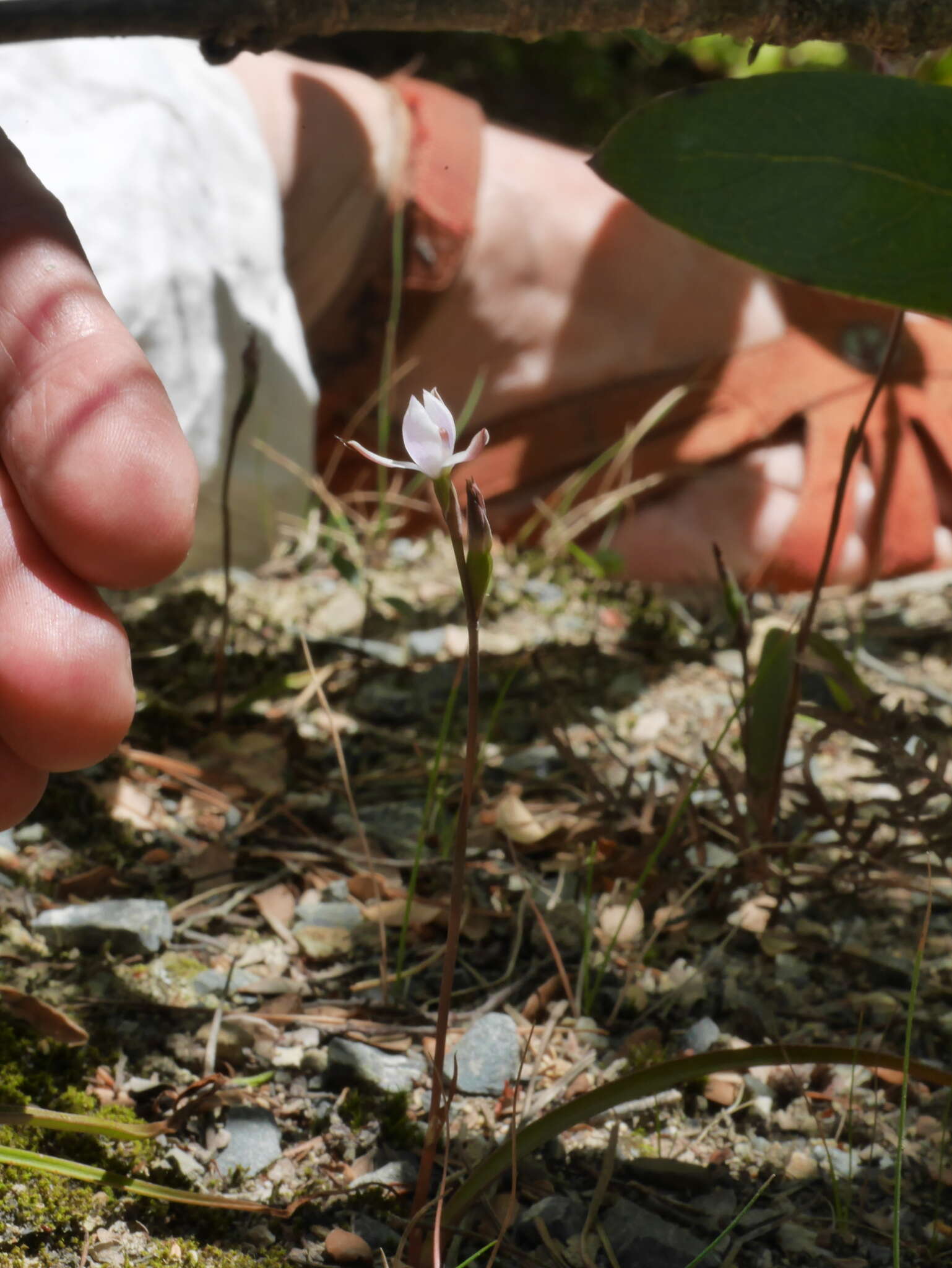 Image of Thelymitra purpureofusca Colenso