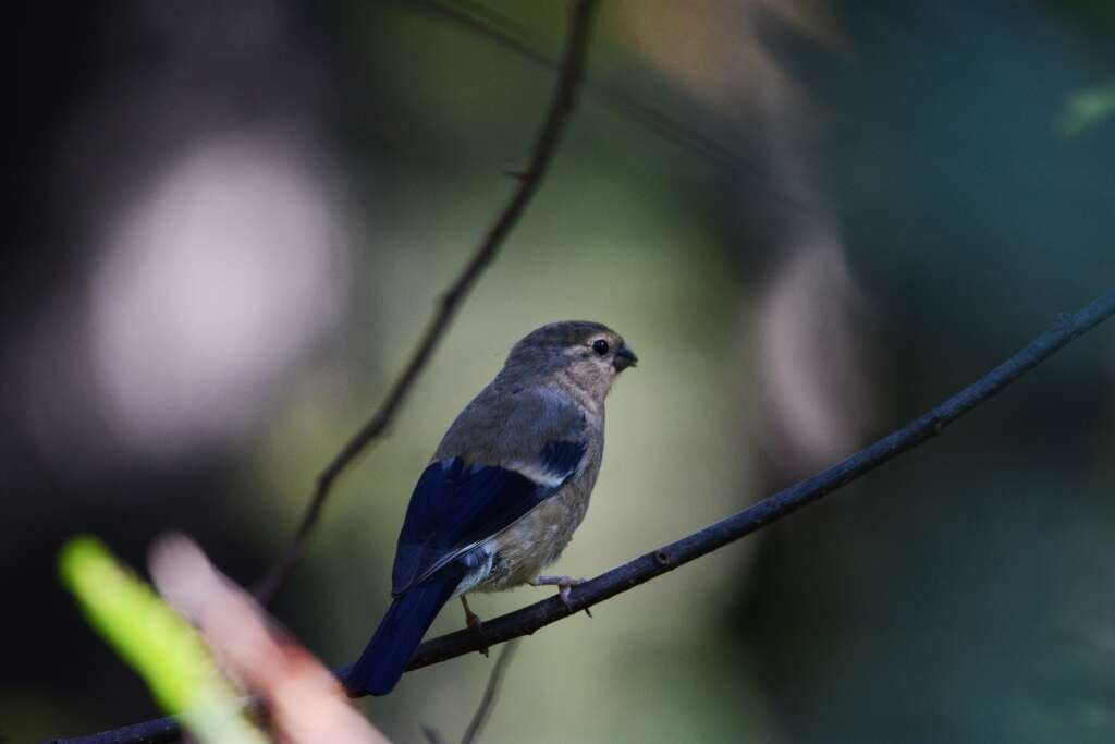 Image of Baikal Bullfinch