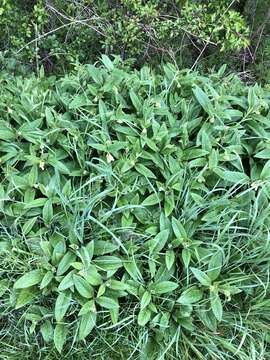 Image of tuberous comfrey