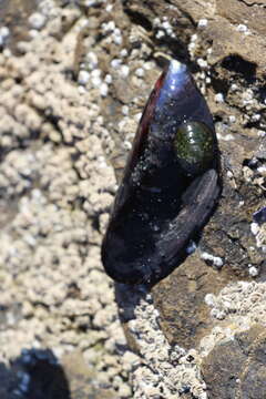 Image of rayed limpet