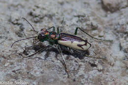 Image of Cicindela (Cicindela) parowana platti Cazier 1937