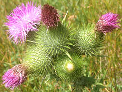 Image of Spear Thistle