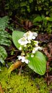 Imagem de Ourisia macrophylla subsp. macrophylla