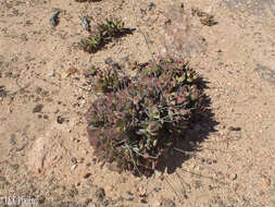 Image of Crassula atropurpurea var. watermeyeri (Compton) Tölken