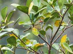 Image of Rufous-crowned Greenlet