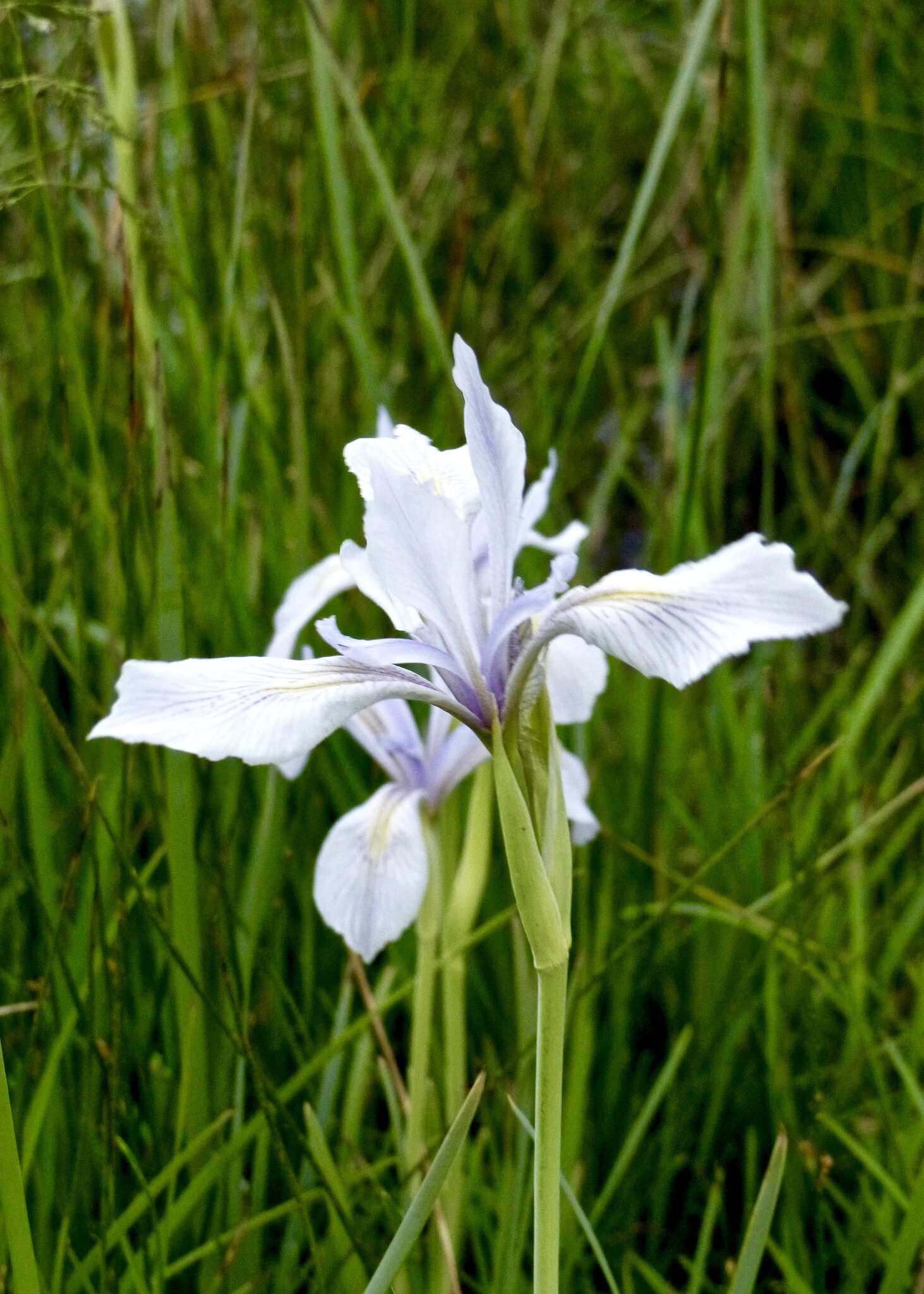 Image of Rocky Mountain iris