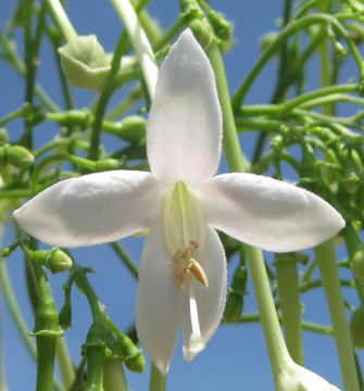 Image of <i>Millingtonia hortensis</i> L. fil.
