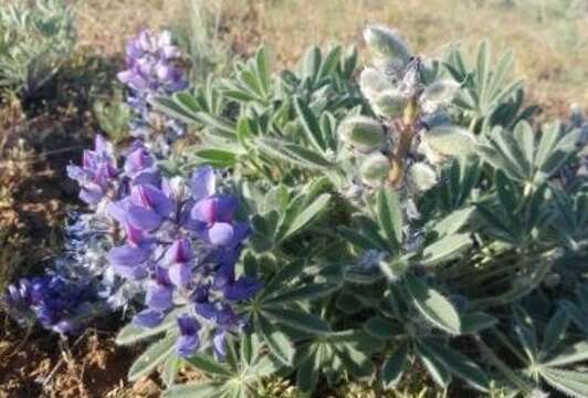 Слика од Lupinus saxosus Howell