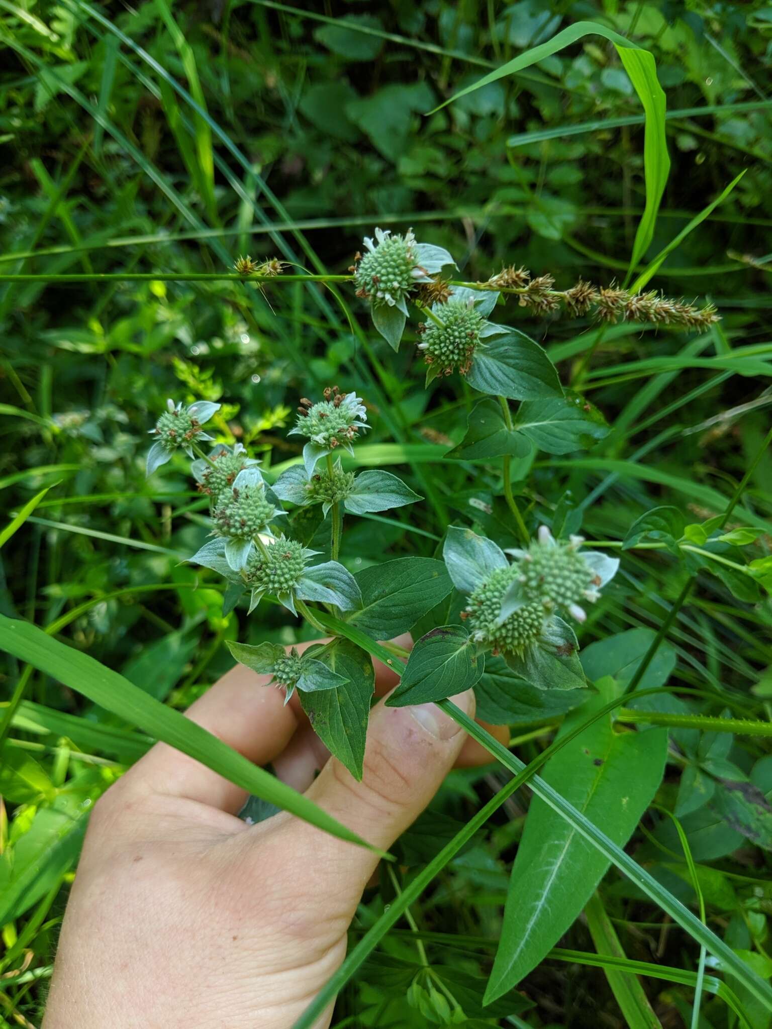 Image of Clustered Mountain-Mint