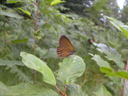 Image of False Ringlet