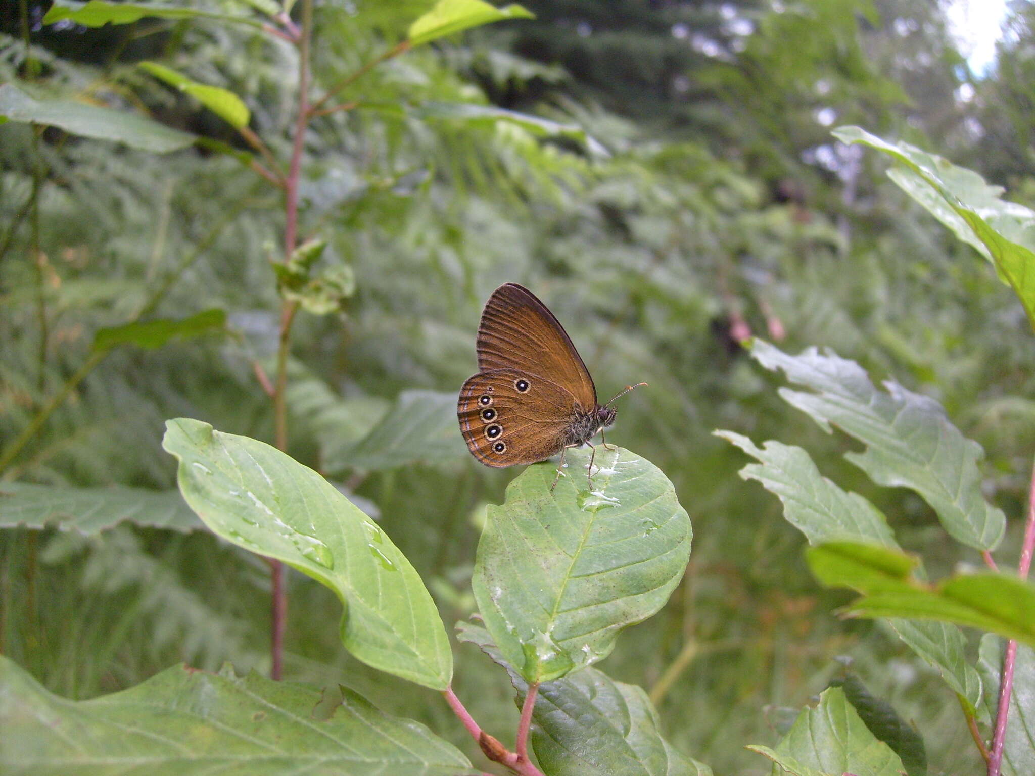 Image of False Ringlet