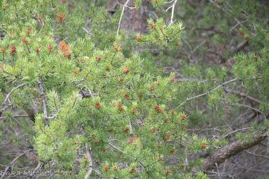 Image of jack pine