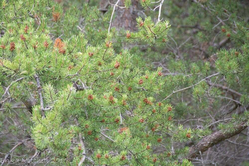 Image of jack pine