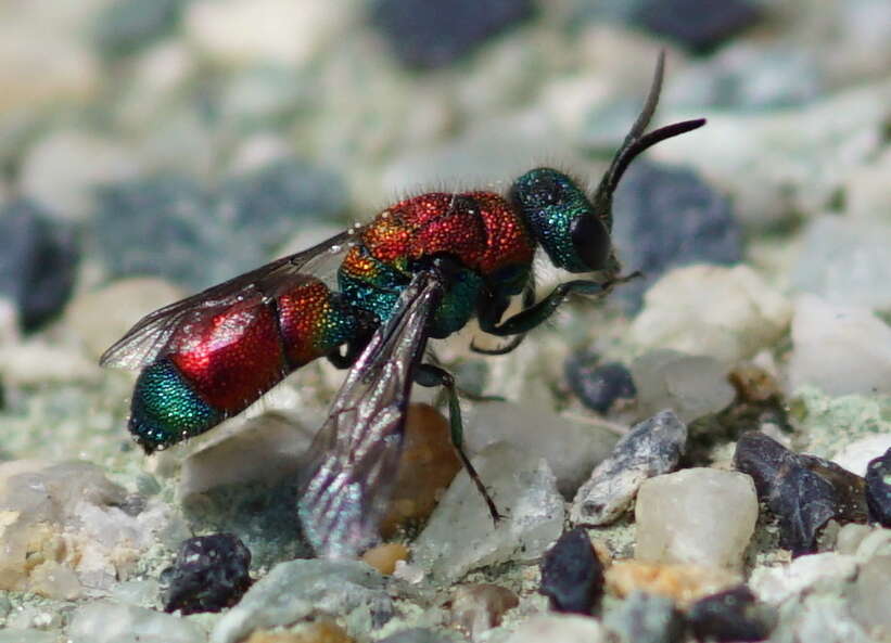 Imagem de Chrysis viridula L.