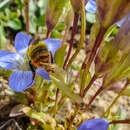 صورة Gentianella moorcroftiana (Wall. ex Griseb.) Airy Shaw