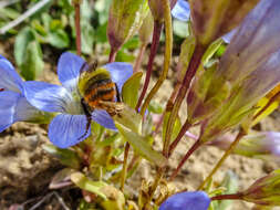 Imagem de Gentianella moorcroftiana (Wall. ex Griseb.) Airy Shaw