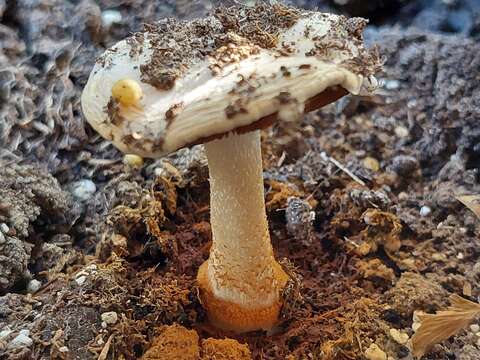 Image of Conocybe intrusa (Peck) Singer 1950