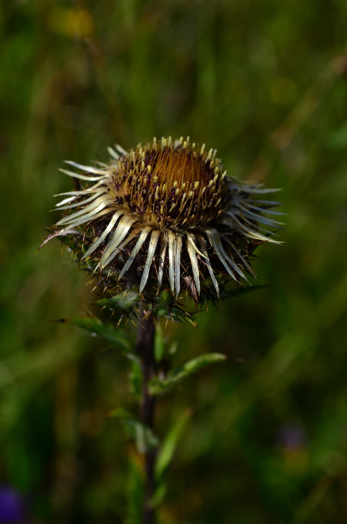 Image of Carlina biebersteinii var. fennica H. Meusel & A. Kästner