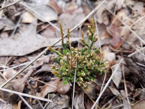 Image de Selaginella arenicola Underw.