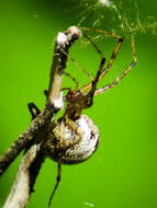 Image of Hammock Spider
