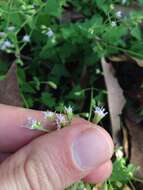 Plancia ëd Fleischmannia incarnata (Walt.) R. King & H. Rob.