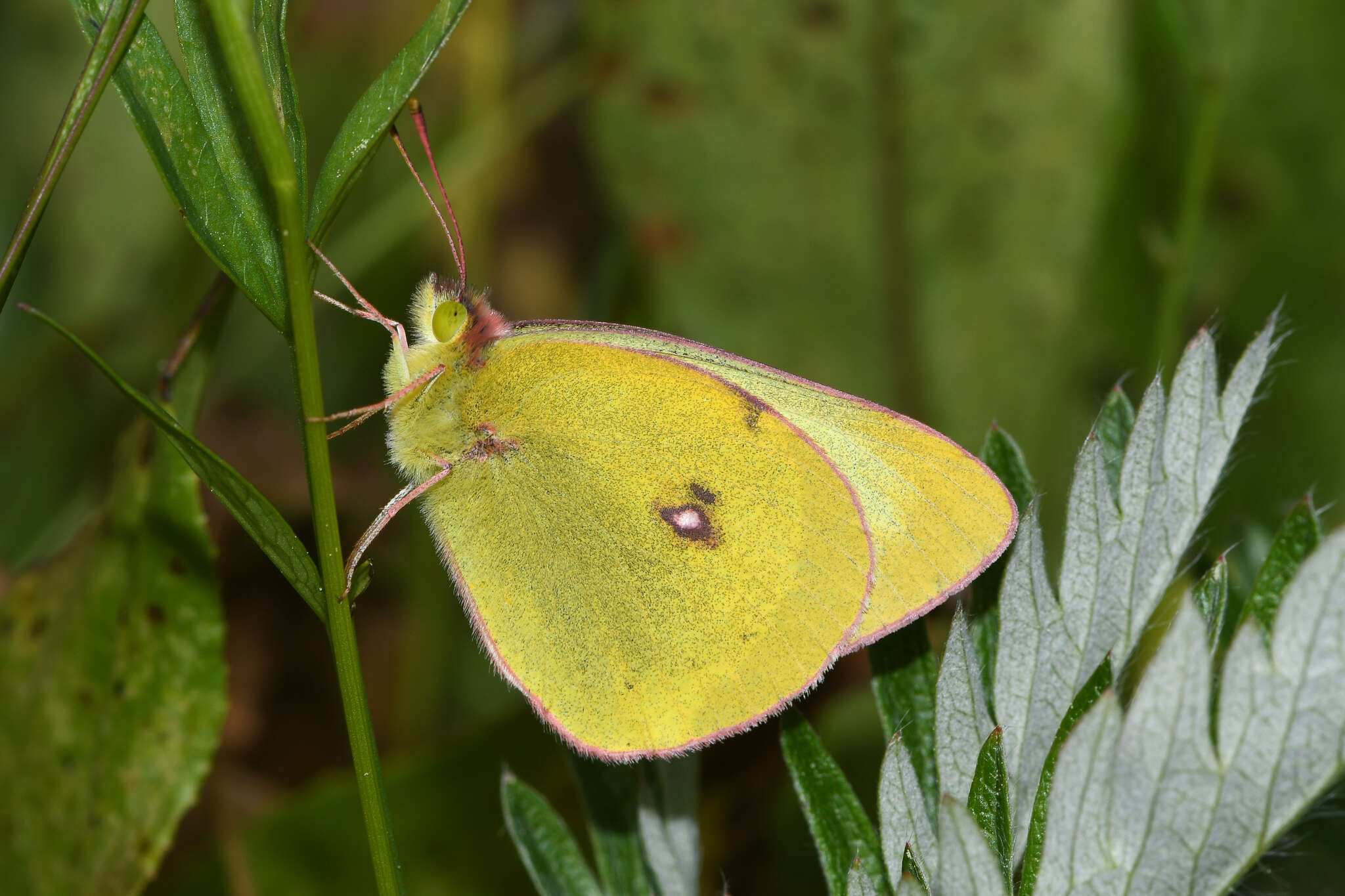 صورة Colias occidentalis Scudder 1862