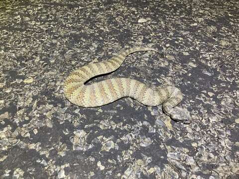 Image of Northern death adder