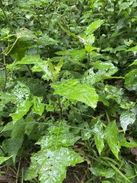 Image of Acanthus montanus (Nees) T. Anders.