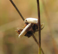 Image of Coleophora alticolella Zeller 1849