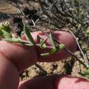 Image of Crassula rudolfii Schönl. & Baker fil.