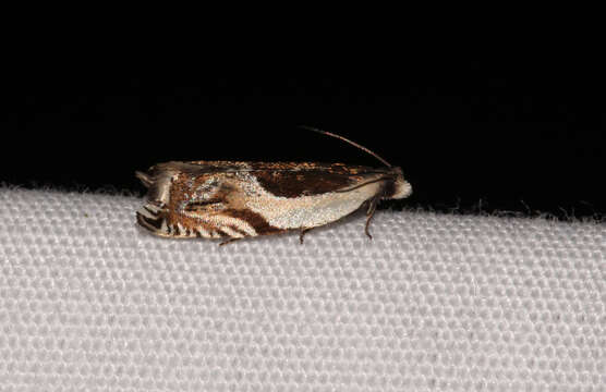 Image of Yellow Birch leaffolder moth