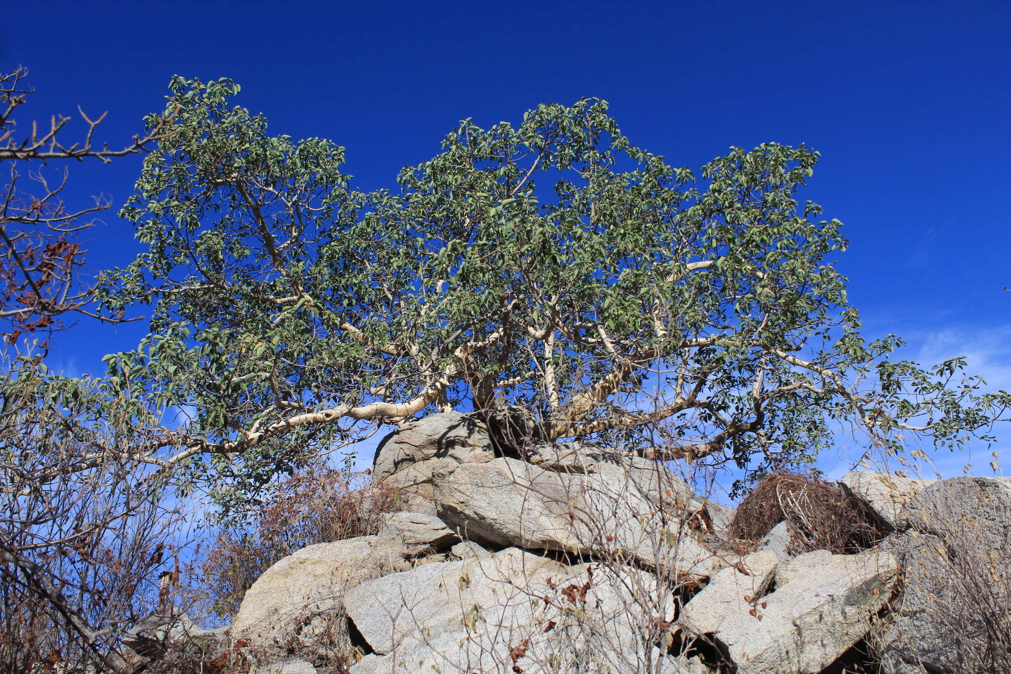 Image of Ficus petiolaris subsp. palmeri (S. Watson) Felger