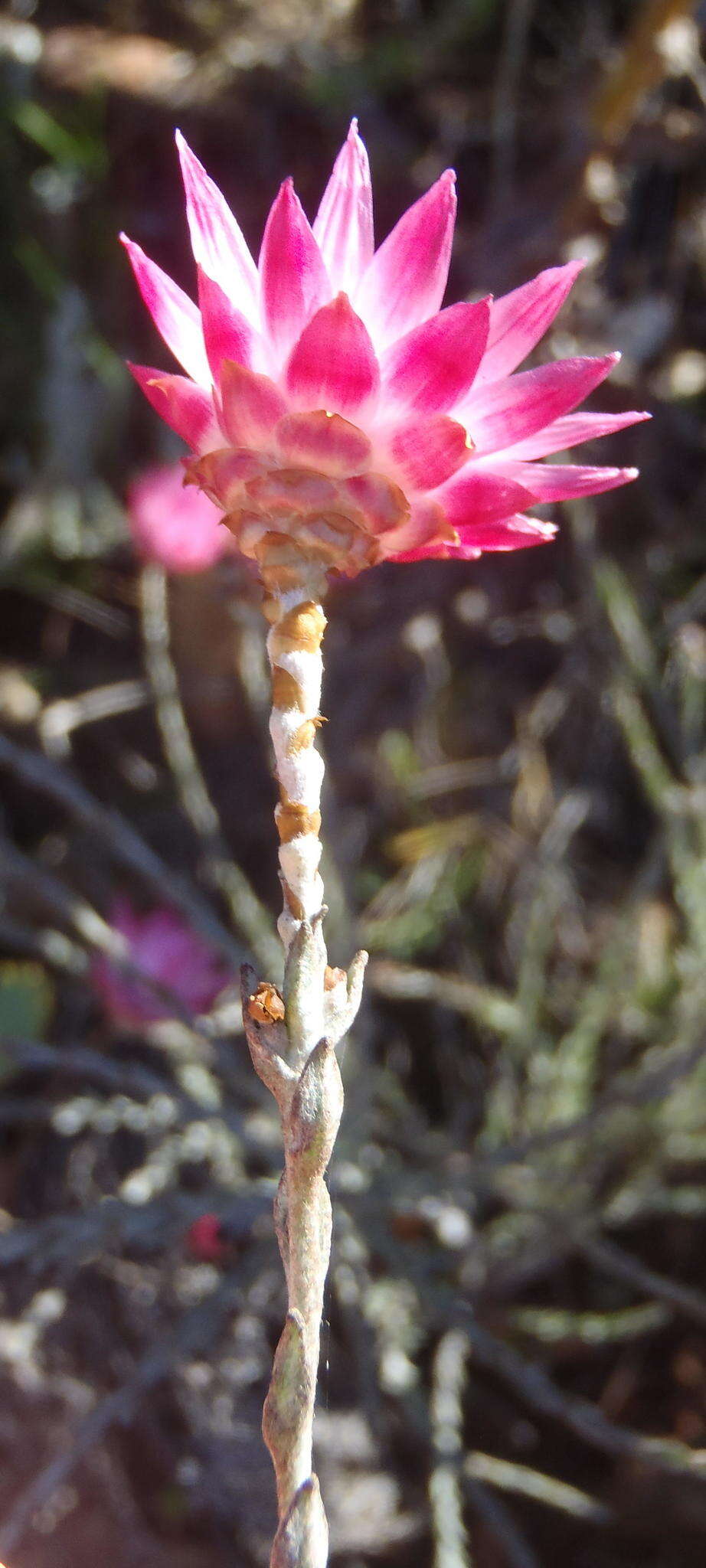 Слика од Syncarpha canescens subsp. canescens