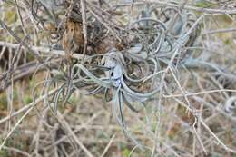 Imagem de Tillandsia paucifolia Baker