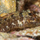 Image of Common Weedfish
