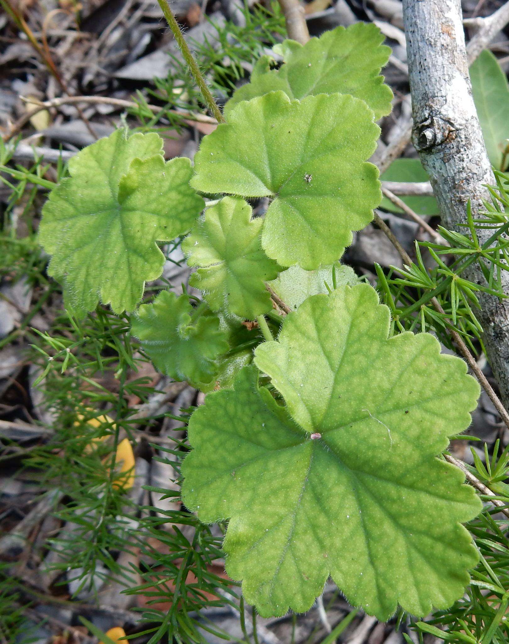 Image of Pelargonium frutetorum R. A. Dyer