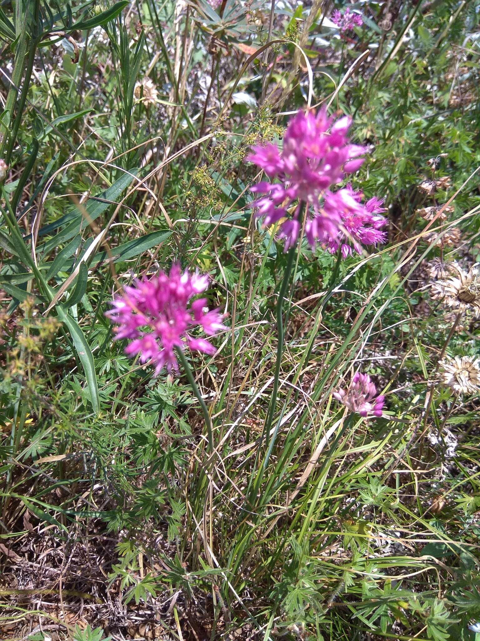 Image of Allium saxatile M. Bieb.