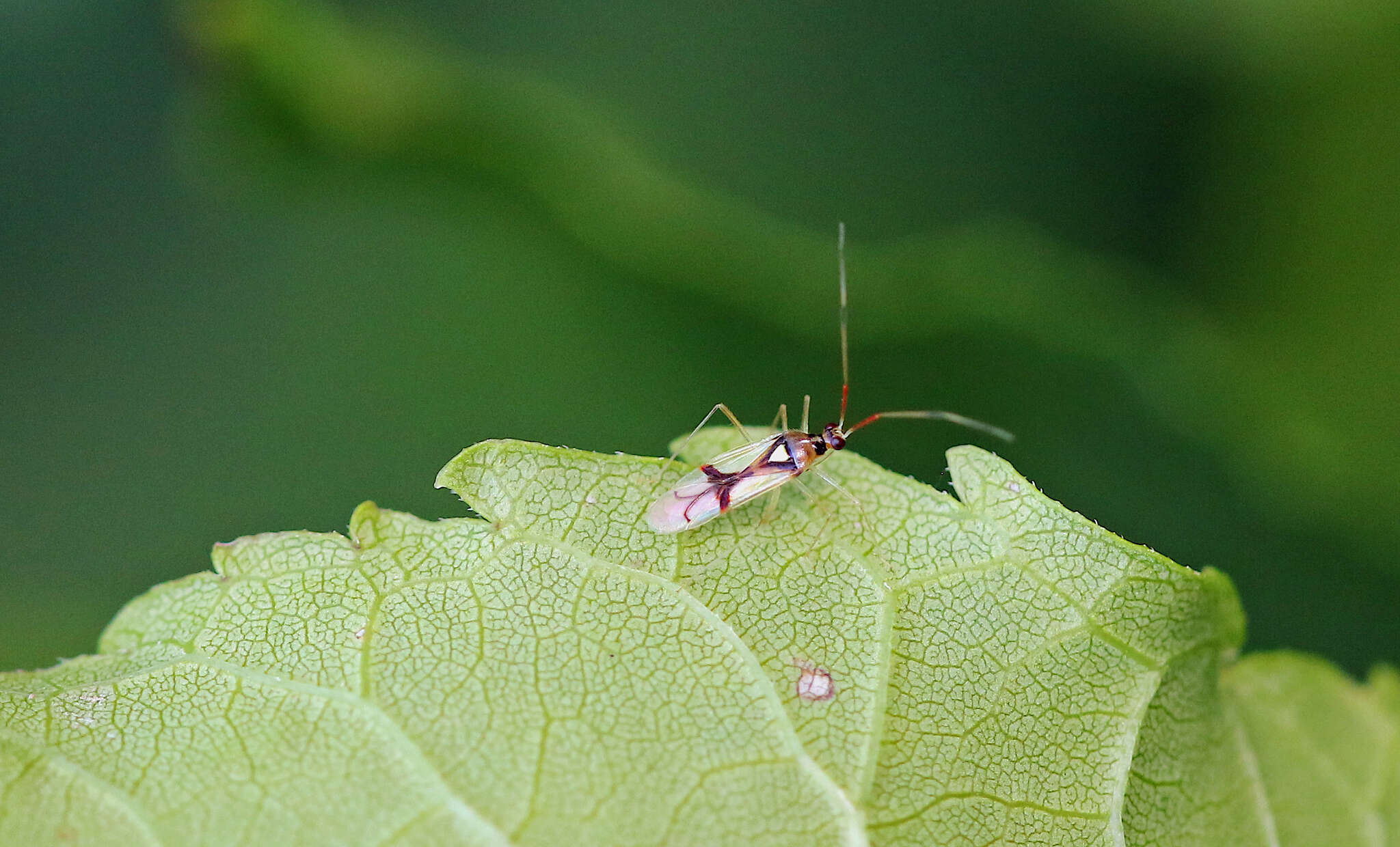 Image of Hyaliodes harti Knight 1941