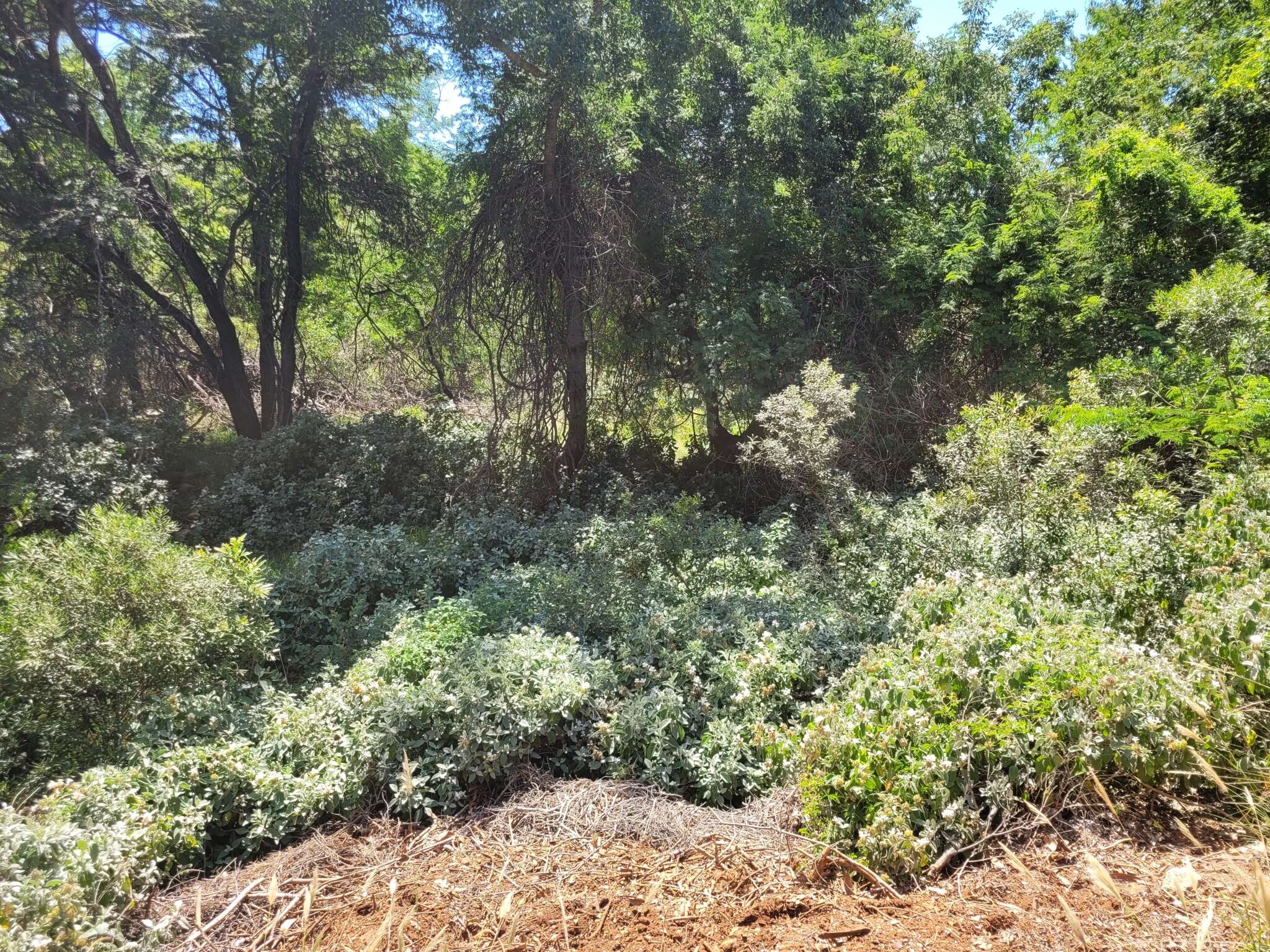 Image of Barleria albostellata C. B. Cl.