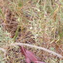 Image of Boronia grandisepala F. Müll.