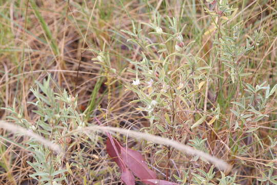 Image of Boronia grandisepala F. Müll.