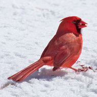 Image of Northern Cardinal