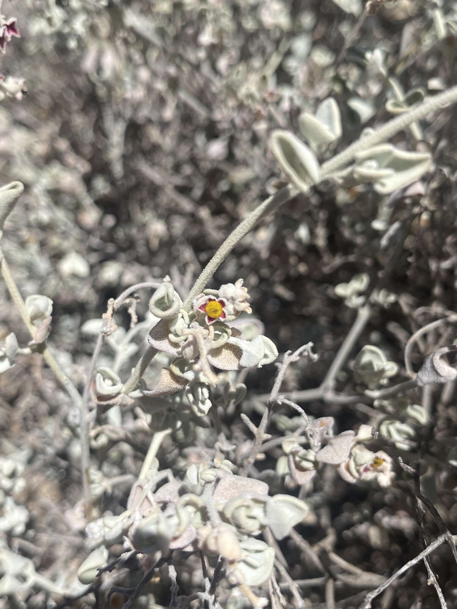 Image of Chenopodium curvispicatum P. G. Wilson