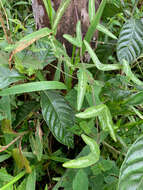 Image of Passiflora colinvauxii Wiggins