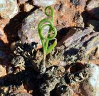 Image of Bulbine torsiva G. Will.