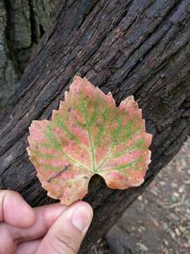 Image of California wild grape