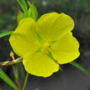 Image de Ludwigia longifolia (DC.) Hara