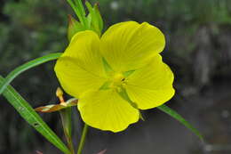 Image de Ludwigia longifolia (DC.) Hara