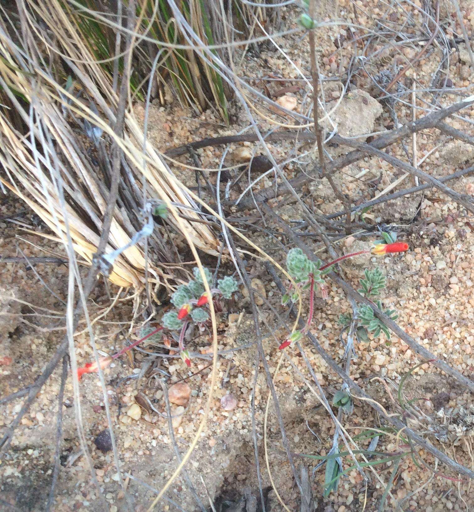 Image of Oxalis massoniana var. massoniana